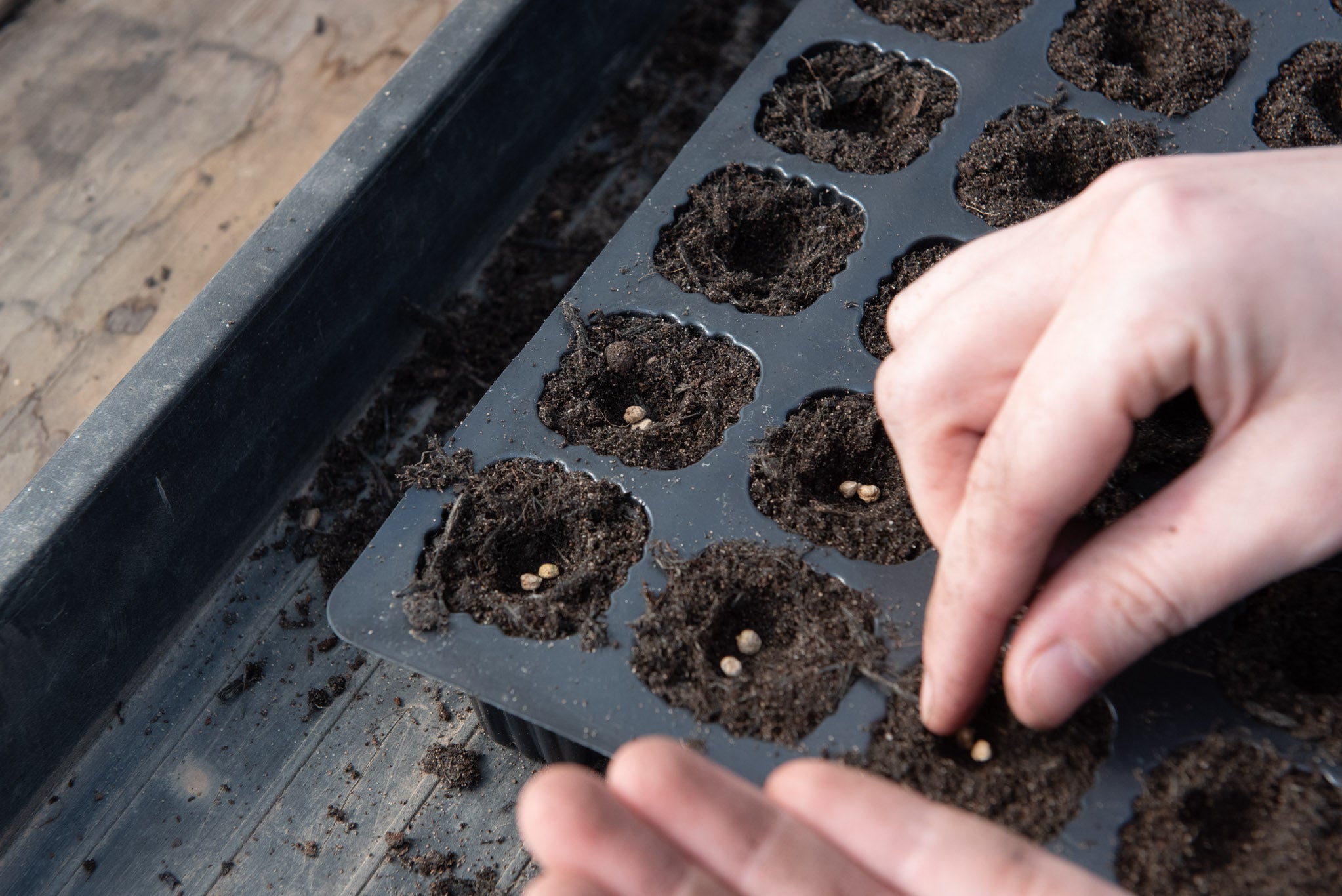 How to sow seeds and grow your own fruits and vegetables for beginners