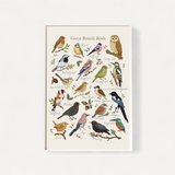 Poster of Great British Birds with colorful illustrations on a white background