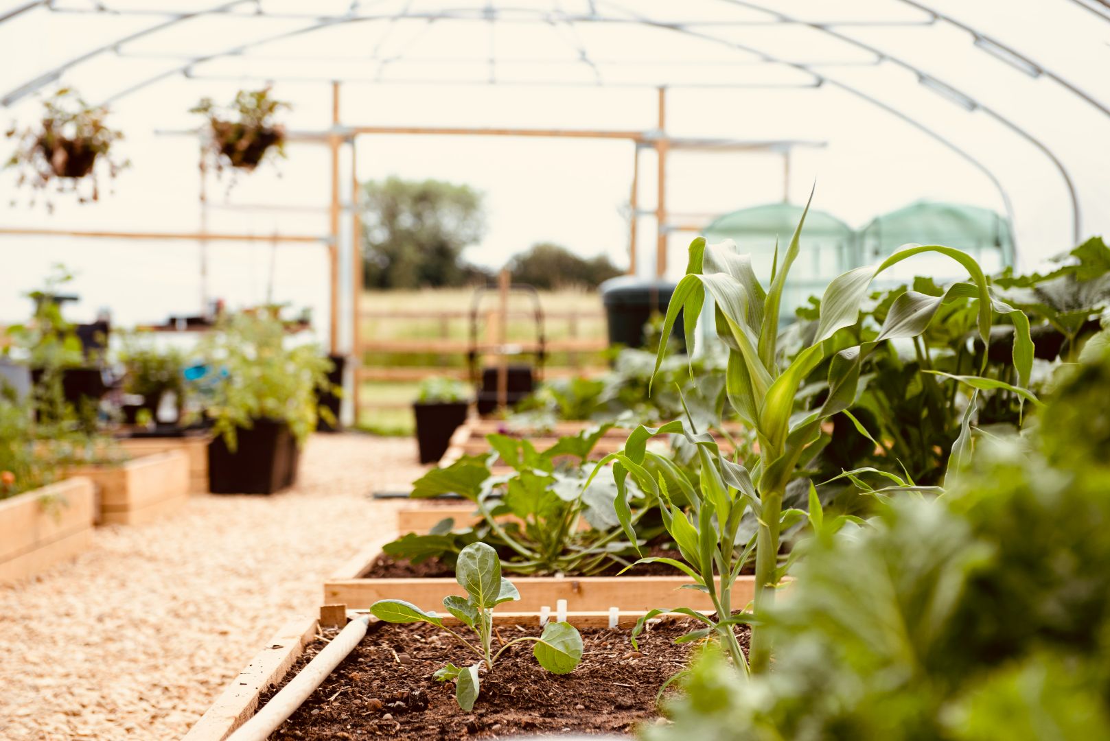 The First Blog: The Polytunnel