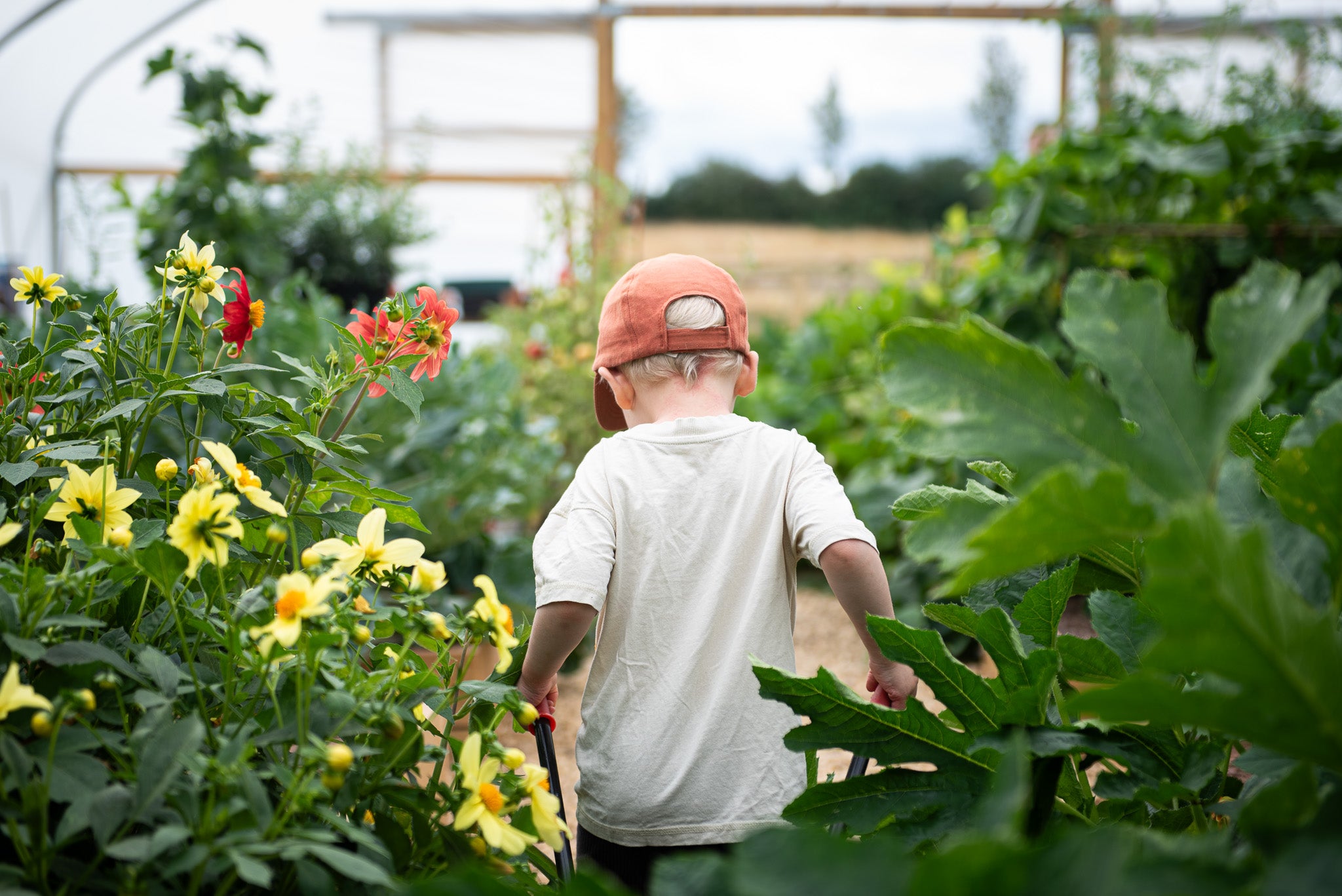 a boy pulling a wheelbarrow in an allotment garden with plants surrounding